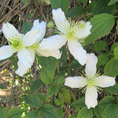 Fleurs de Clématite des montagnes